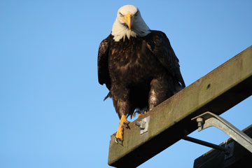Bald Eagle perched in an urban area