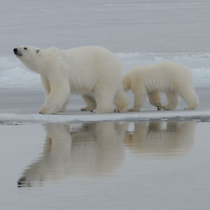 Série scientifique sur l’Arctique : Une passion pour l’ours blanc