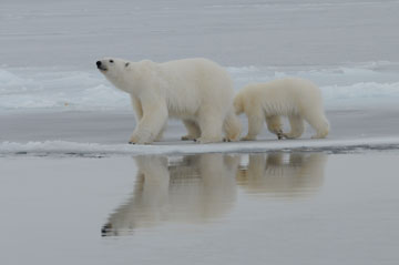 A mother polar bear and a cub walk along the sea ice.