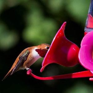 Feisty Rufous Hummingbirds get help