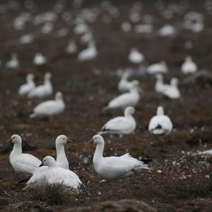 Recherche à long terme sur les changements de populations d’oies nicheuses en Arctique