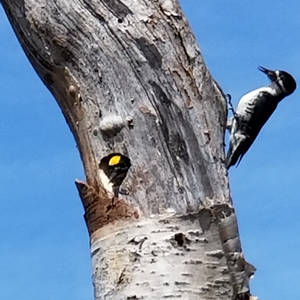 Examining the black-backed woodpecker to explain the effects of harvesting and climate change in Quebec’s boreal forest