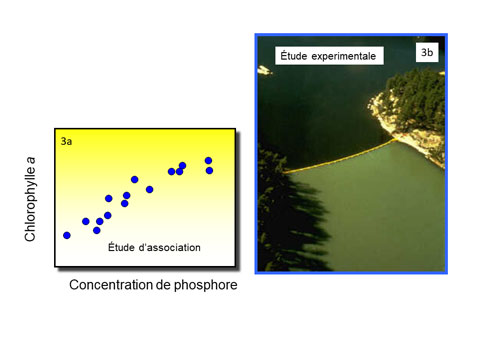 Figure 3. Les résultats de deux études différentes (d’association [3a] et expérimentale [3b]) vérifiant l’hypothèse causale selon laquelle la production d’algues dans les lacs est déterminée par la concentration de phosphore. Ces deux études fournissent des preuves positives, puisque les résultats observés correspondent aux prédictions. 