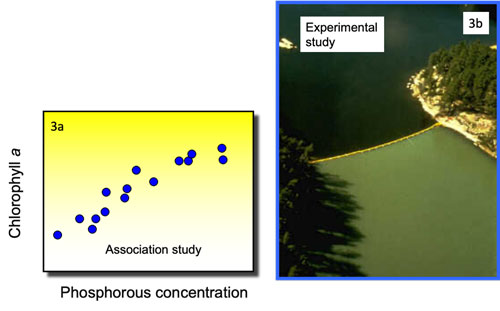 Fig. 3. The results of two different studies (association (3a) and experimental (3b)) testing the causal hypothesis that algal production in lakes is determined by phosphorous concentration. Both studies provide positive evidence, as observed results match predictions.