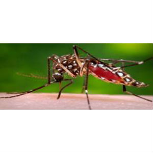 Recherche sur le virus Zika : hors des sentiers battus