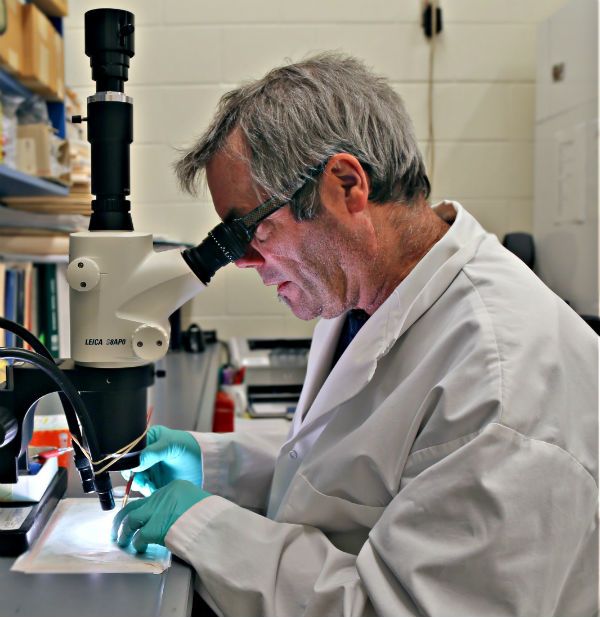 Robbin Lindsay regarde des tiques à pattes noires au microscope dans l’insectarium..