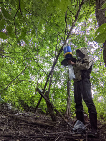 Marc Avramov, Masters student at the Carleton University, hanging a mosquito trap. The insects caught will be analyzed to know the species and if they carry viruses.