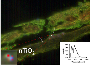 Cellules cutanées en présence d’un produit contenant du nano dioxyde de titane (nTiO2). Le graphique linéaire représente la lumière réfléchie par les particules de dioxyde de titane, qui permet aux chercheurs de les détecter dans les cellules et les tissus. Les cellules cutanées et les structures environnantes sont en vert.