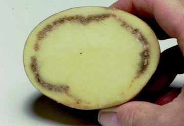 Flétrissement bactérien de la pomme de terre (pourriture annulaire) causée par Clavibacter sepedonicus