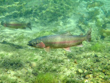 Rainbow trout (Oncorhynchus mykiss) is susceptible to several reportable diseases in aquatic animals in Canada.