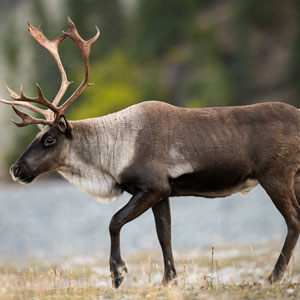 Checking up on caribou in Canada’s north