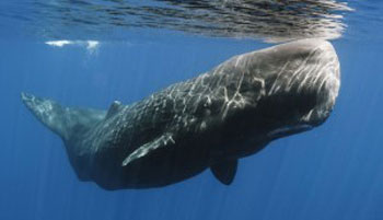 Surveillance des mammifères marins – Suivre les baleines à l’aide de caméras thermiques sur drones / Un grand cachalot nageant près de la surface de l’eau.