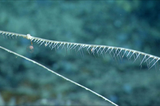 L'éponge carnivore, <em>Cladorhiza kenchingtonae</em>, se nourrit de zooplancton et mesure environ deux mètres de long. La surface de l'éponge est recouverte de microscopiques spicules de verre en forme de crochets (os d'éponge), de sorte que l'éponge entière a une surface semblable à du velcro.