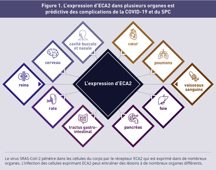 L'expression d'ECA2 dans plusieurs organes est prédictive des complications de la COVID-19 et du SPC