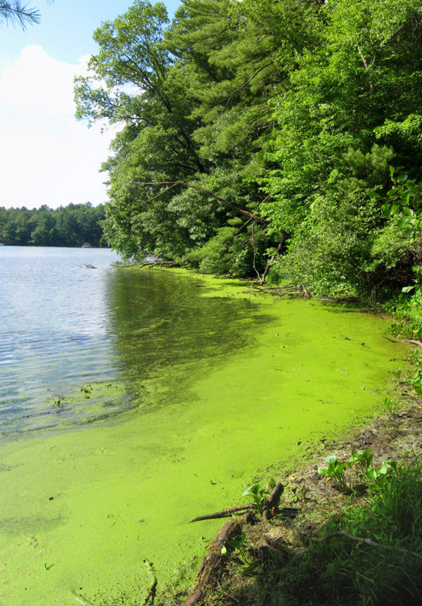 Évitez de vous baigner si vous voyez des efflorescences de cyanobactéries.